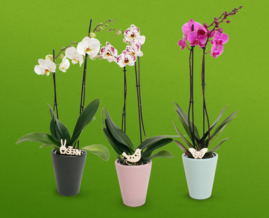 Orchidee