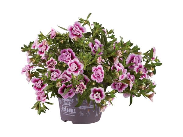 Dobbeltblomstrende minipetunia