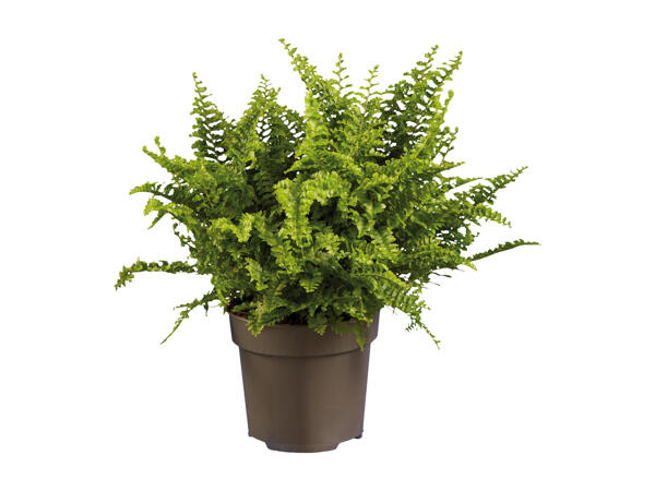 Fern
