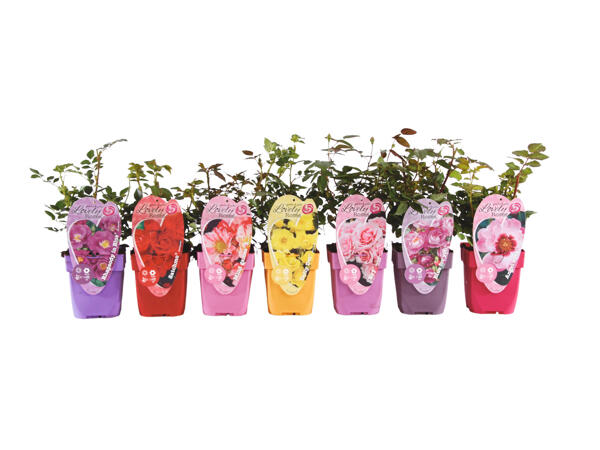 Garden Rose Selection