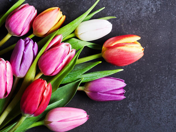 Tulipani