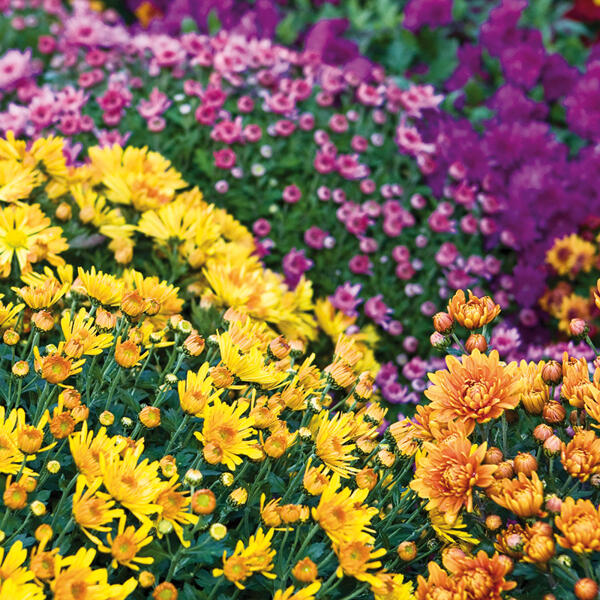 Chrysanthemen