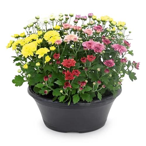 Chrysanthemen multiflora*