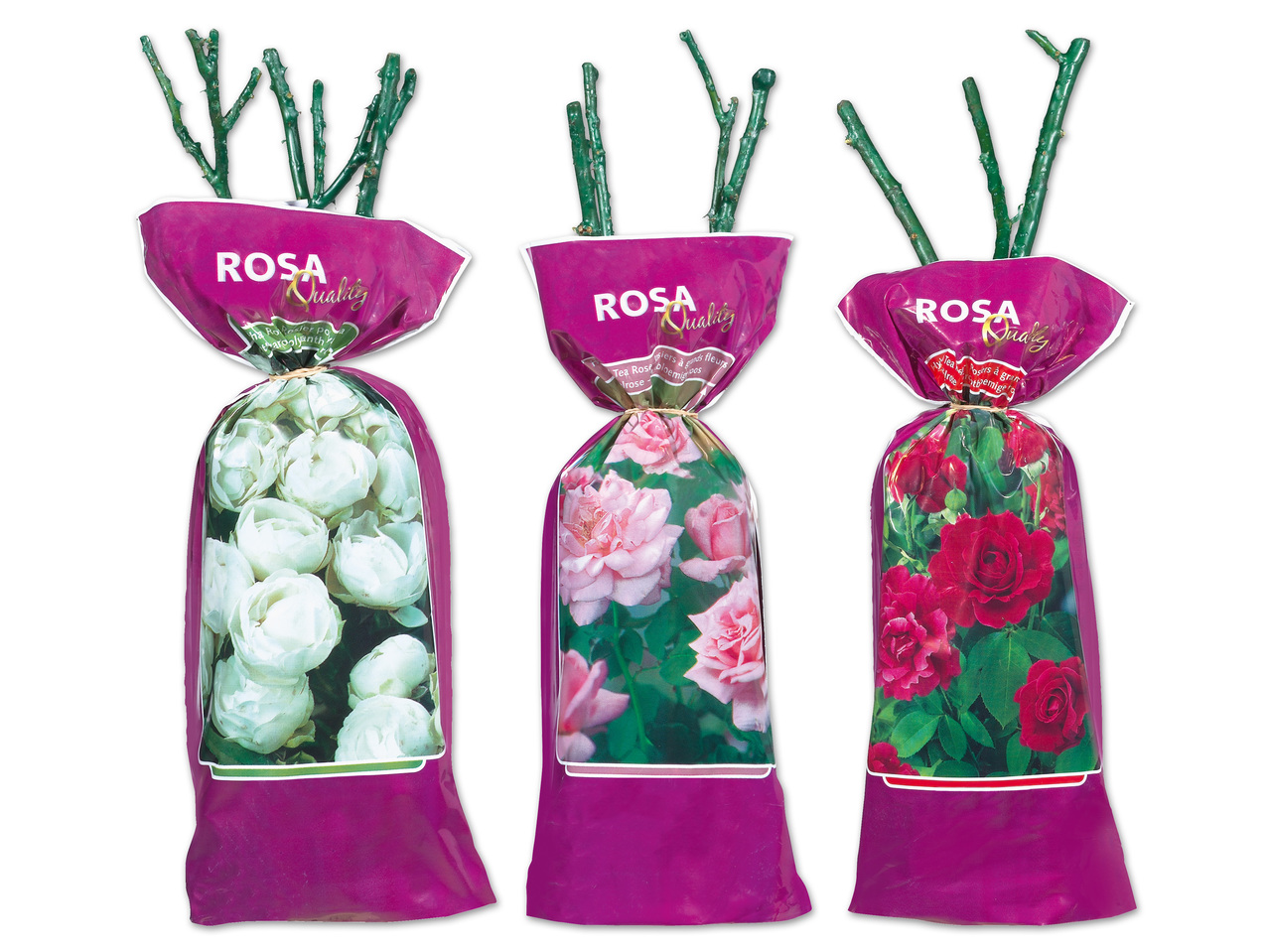 Edel-, Beet- oder Kletterrose