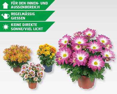 GARDENLINE(R) Sommerchrysantheme