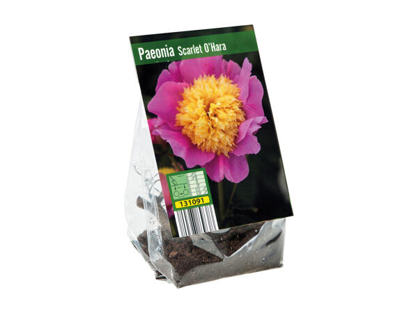 Peony Bulbs