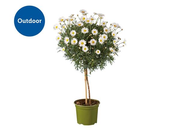 Marguerite