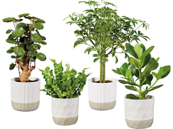 Gröna plantor i kruka
