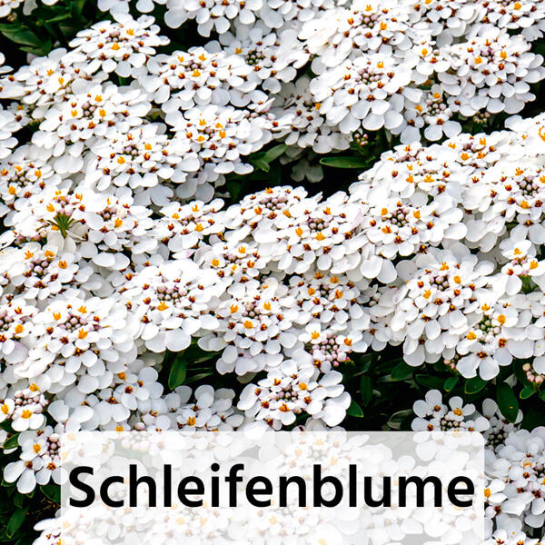 Stauden-Mix