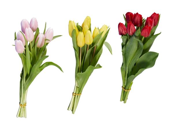Tulipes