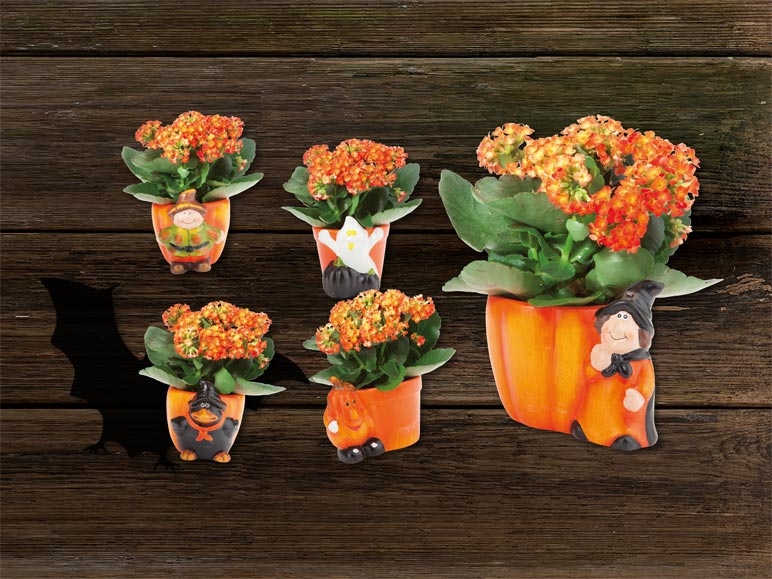 Pots en céramique d'Halloween avec kalanchoé (dès 22.10.)
