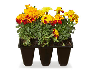 Potted Colour 6pk