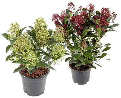 SKIMMIA