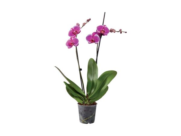 2 Stem Orchid