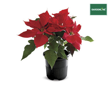 Poinsettia 140mm