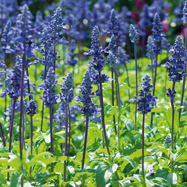 Salvia