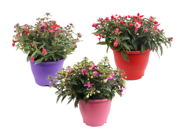 Fuschias "Bella"