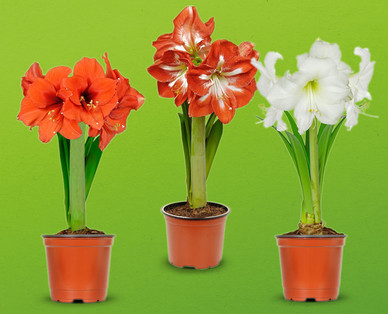 Amaryllis