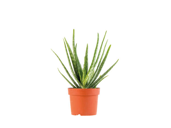 Air Purifying Plant