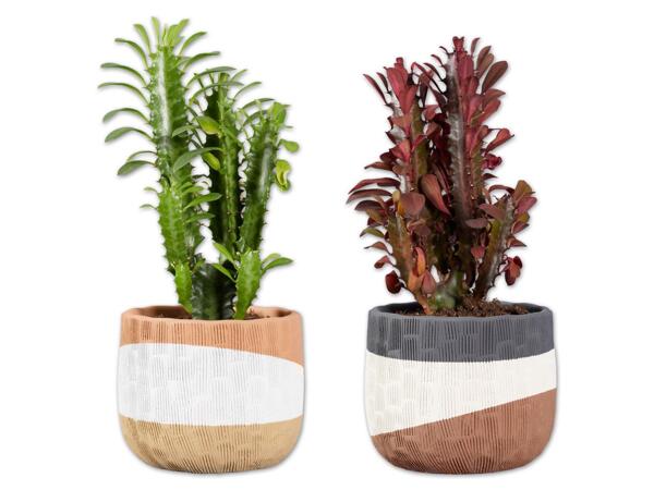 Euphorbia Trigona im Betontopf