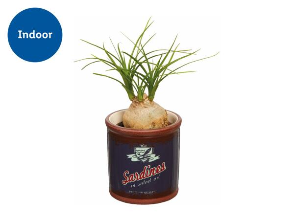 Plant in Mini Bucket