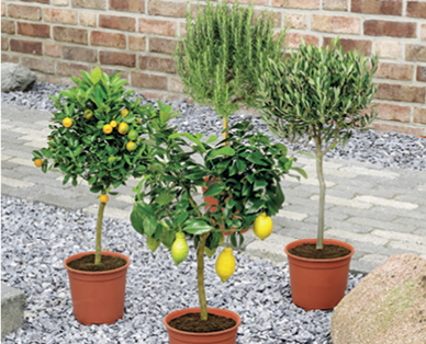 Mediterranes Stämmchen