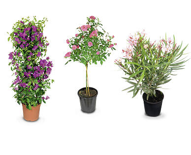 GARDENLINE Kübelpflanze