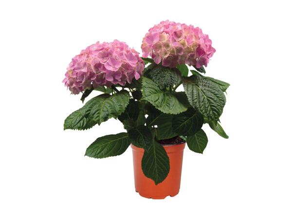 Hortensia