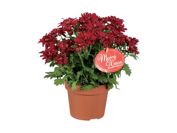 Chrysanthemum Elle Fleur