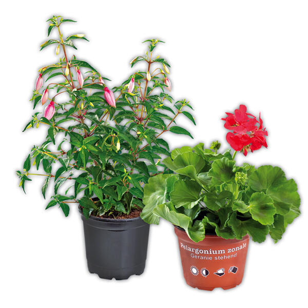Fuchsien / Geranien