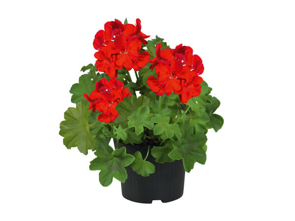 Trailing Geranium