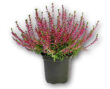 Calluna "Marlies Marleen"