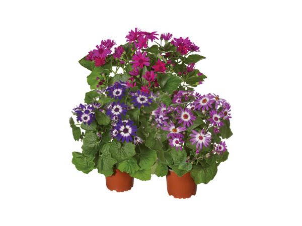 Aster "Teneriffa"