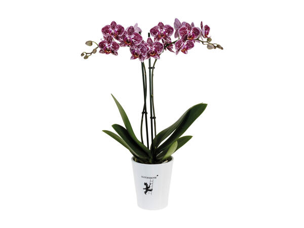Phalaenopsis