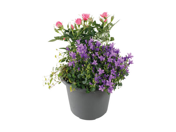 Sammen­plantning