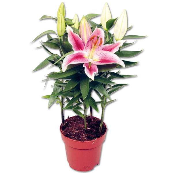 Lilien Starlight Express