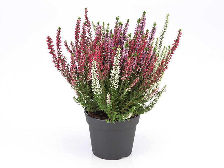 Tri Colour Heather
