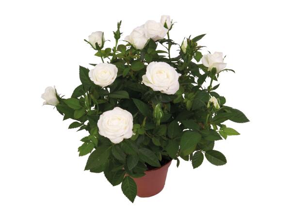 Mini Rose