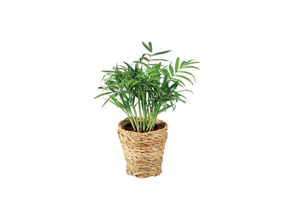 Green plants