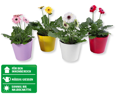 Gerbera Mix