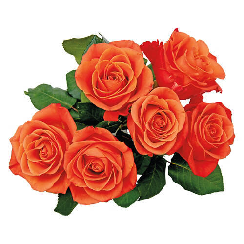 6 Stem Roses - Assorted Color