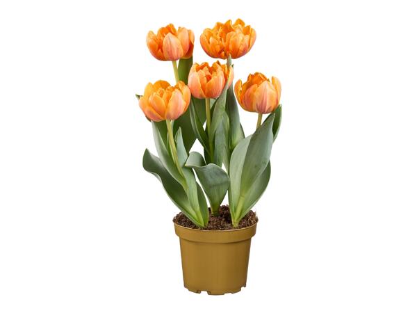 Tulips