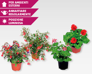 Fiori stagionali da balcone