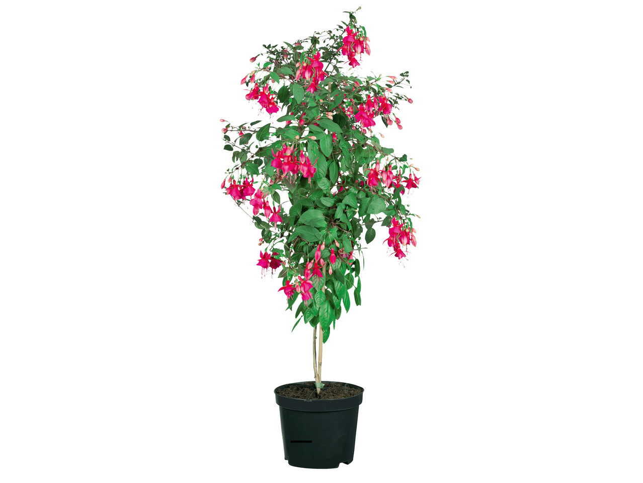 Fuchsienhochstamm