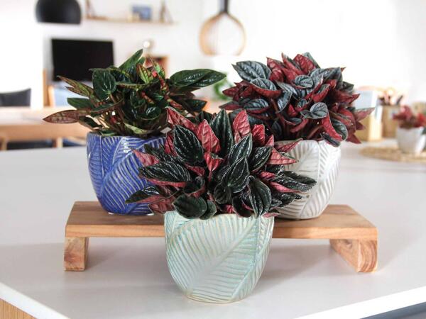 Peperomia i keramik