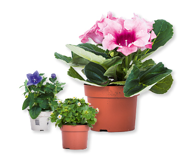 Plantes à fleurs GARDENLINE(R)