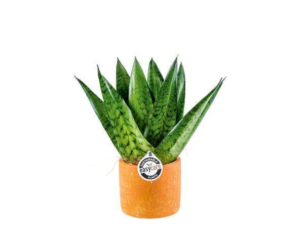 Easy Care Plant