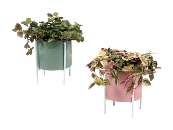 Grøn plante eller mini plante i skjuler