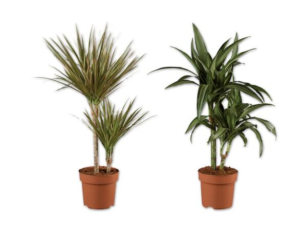 Dracaena