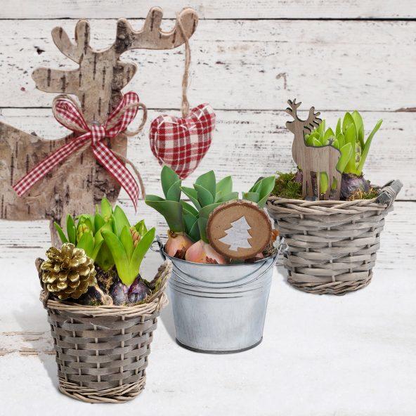 Blomsterløg i julepotte